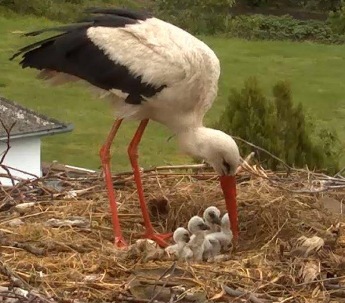 Вольниця shared Birdcam Italia's photo.